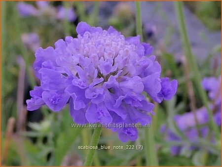 Scabiosa 'Blue Note'