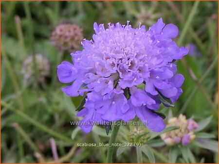Scabiosa 'Blue Note'
