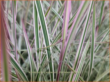 Schizachyrium scoparium &#39;Chameleon&#39;