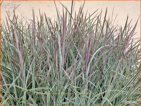 Schizachyrium scoparium &#39;Chameleon&#39;