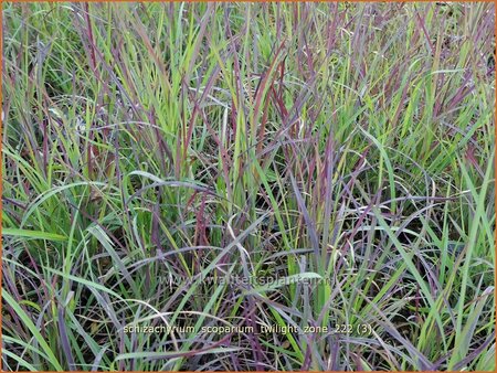 Schizachyrium scoparium &#39;Twilight Zone&#39;