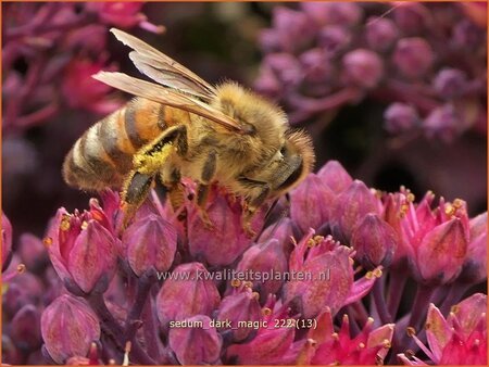 Sedum 'Dark Magic'