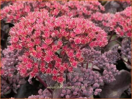 Sedum 'Dark Magic'