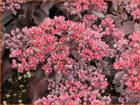 Sedum 'Dark Magic'