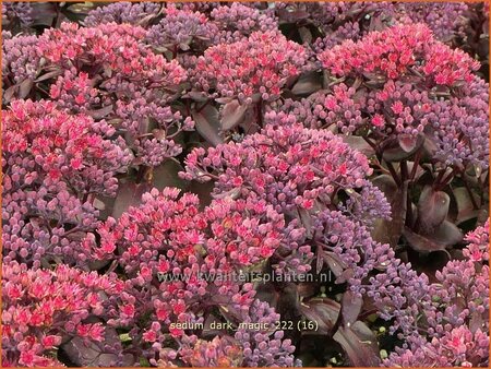 Sedum 'Dark Magic'