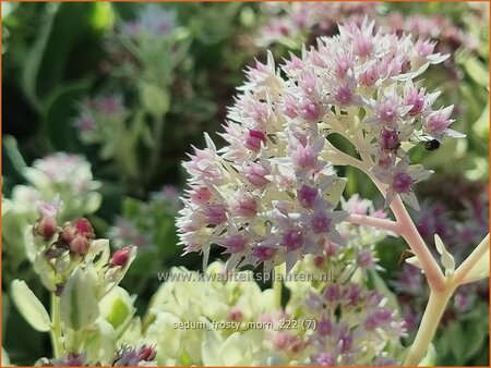 Sedum 'Frosty Morn'