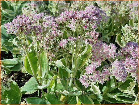Sedum 'Frosty Morn'