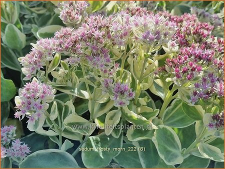 Sedum 'Frosty Morn'