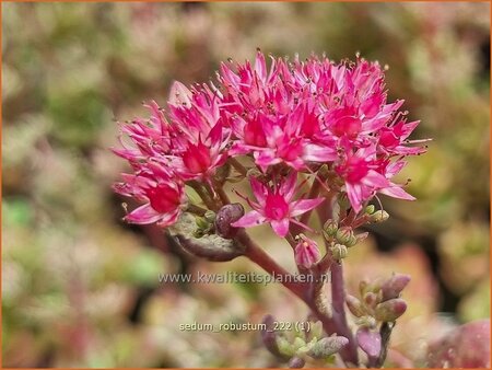 Sedum &#39;Robustum&#39;