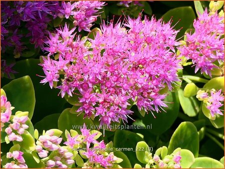Sedum spectabile 'Carmen'