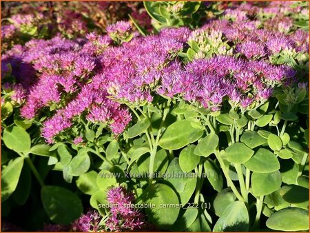 Sedum spectabile 'Carmen'