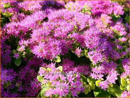 Sedum spectabile 'Carmen'