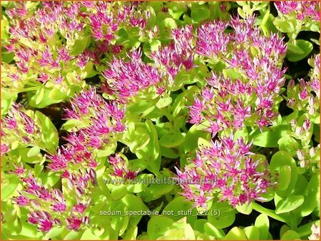 Sedum spectabile 'Hot Stuff'