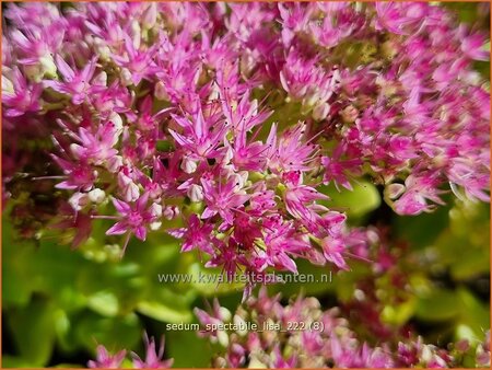 Sedum spectabile &#39;Lisa&#39;