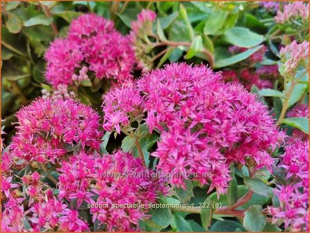 Sedum spectabile &#39;Septemberglut&#39;