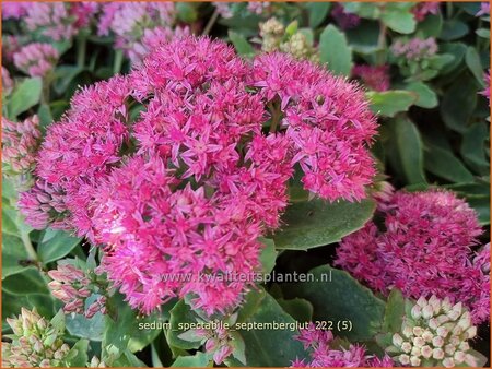 Sedum spectabile &#39;Septemberglut&#39;