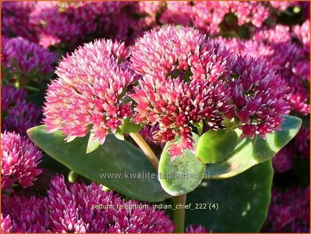 Sedum telephium &#39;Indian Chief&#39;