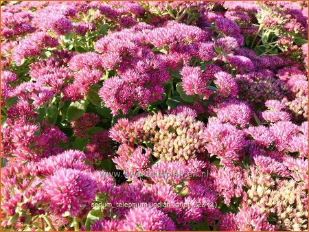 Sedum telephium &#39;Indian Chief&#39;