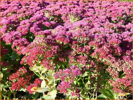 Sedum telephium &#39;Indian Chief&#39;