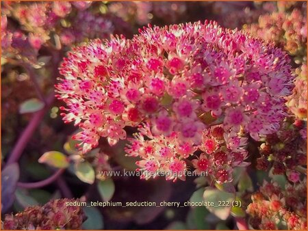 Sedum telephium &#39;Seduction Cherry Chocolate&#39;