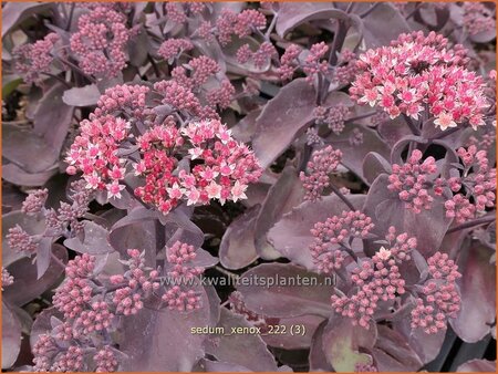 Sedum 'Xenox'