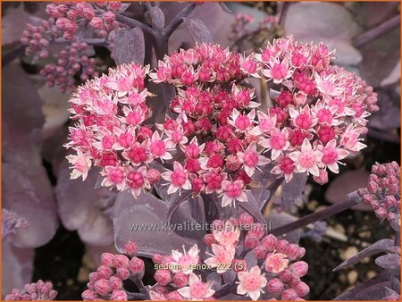 Sedum 'Xenox'