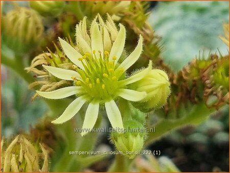 Sempervivum ciliosum borisii