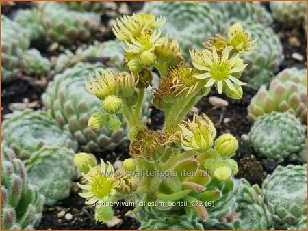 Sempervivum ciliosum borisii
