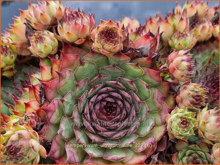 Sempervivum &#39;Ultraturmaline&#39;