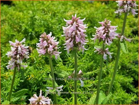 Stachys &#39;Summer Sweets&#39;