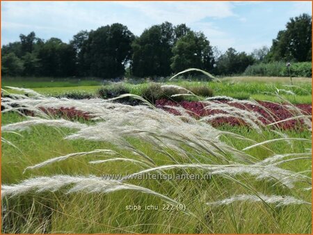 Stipa ichu