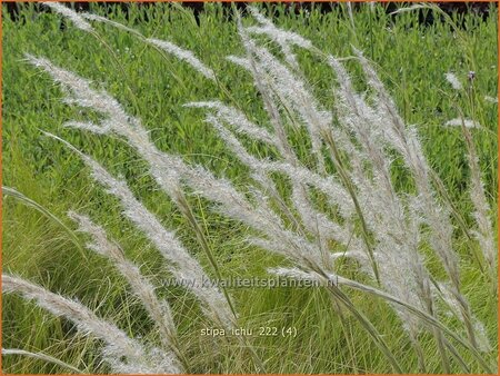 Stipa ichu