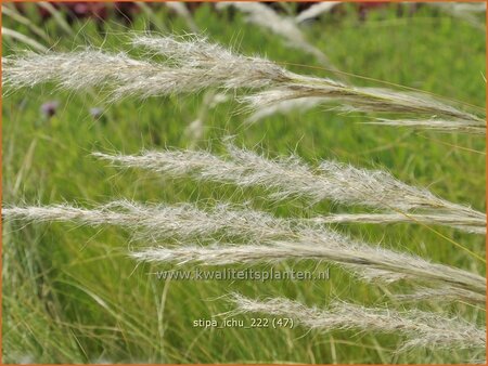 Stipa ichu