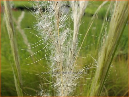 Stipa ichu