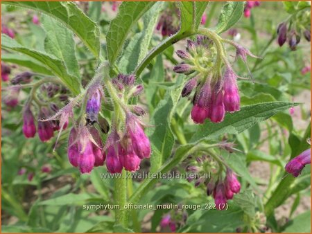 Symphytum officinale &#39;Moulin Rouge&#39;