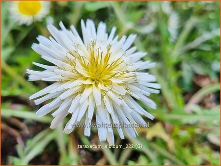 Taraxacum albidum