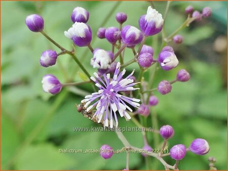 Thalictrum actaeifolium 'Perfume Star'