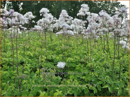Thalictrum aquilegifolium &#39;Nimbus White&#39;
