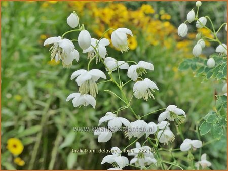 Thalictrum delavayi &#39;Album&#39;