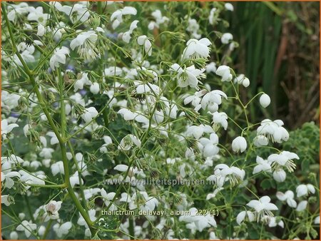 Thalictrum delavayi 'Album'