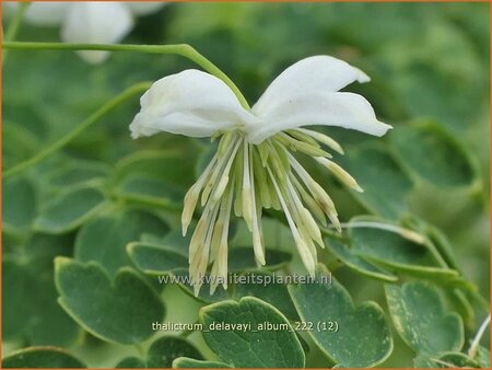 Thalictrum delavayi 'Album'