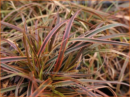 Uncinia rubra &#39;Everflame&#39;