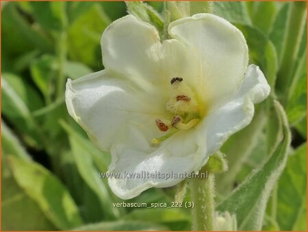 Verbascum 'Spica'