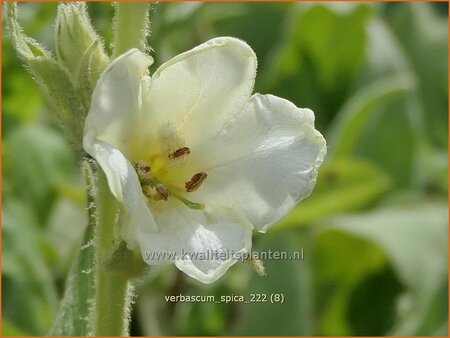 Verbascum 'Spica'
