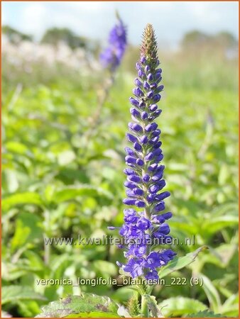 Veronica longifolia &#39;Blauriesin&#39;