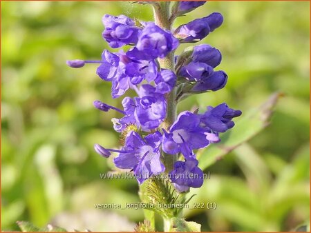 Veronica longifolia 'Blauriesin'