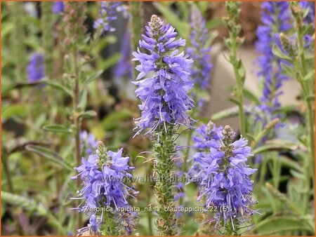 Veronica spicata &#39;Nana Blauteppich&#39;