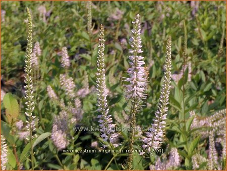 Veronicastrum virginicum &#39;Roseum&#39;