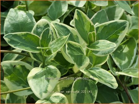 Vinca major 'Variegata'