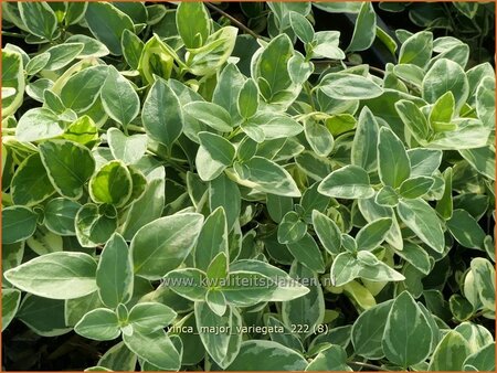 Vinca major 'Variegata'